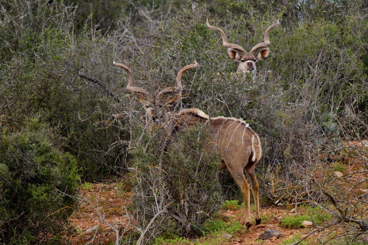 Buffelsdrift Game Lodge Оудсхорн Экстерьер фото